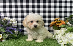 Morkie dogs for sale: Champ - Image 7