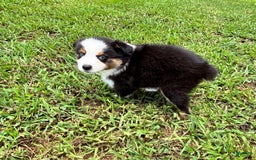 Australian Shepherd dogs for sale: Miss Sally - Image 2