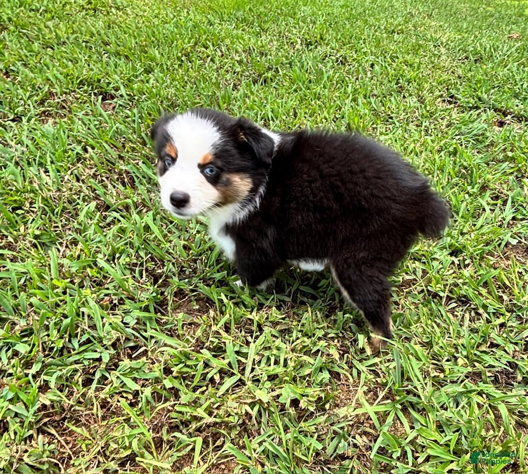 Australian Shepherd dogs for sale: Miss Sally - Image 2