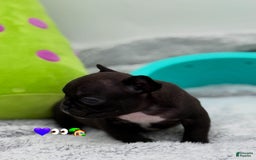 French Bulldog dogs for sale: Nova - Image 2