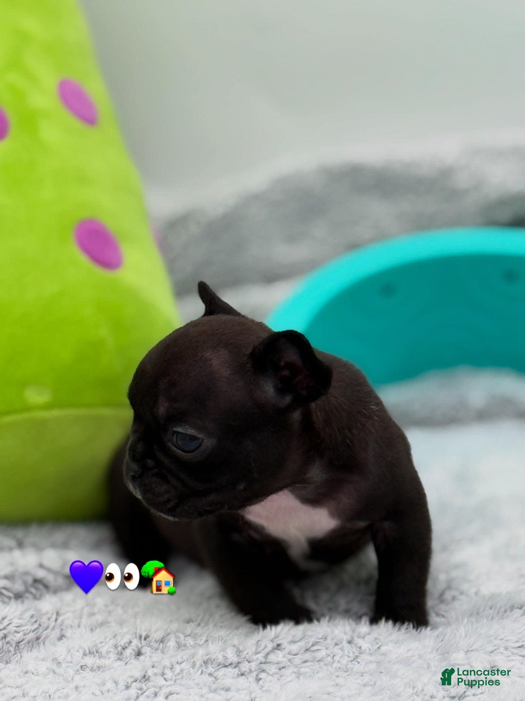 French Bulldog dogs for sale: Nova - Image 2