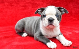 Boston Terrier dogs for sale: Jane - Image 3