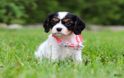 Cavalier King Charles Spaniel dogs for sale: Rosie - Image 2