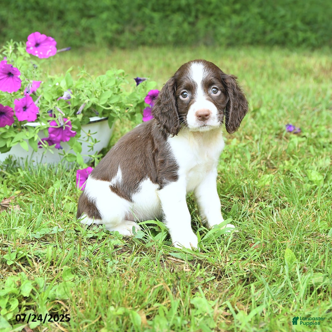 English Springer Spaniel dogs for sale: Pansy - Image 2