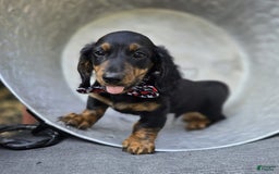 Miniature Dachshund dogs for sale: Bingo - Image 9