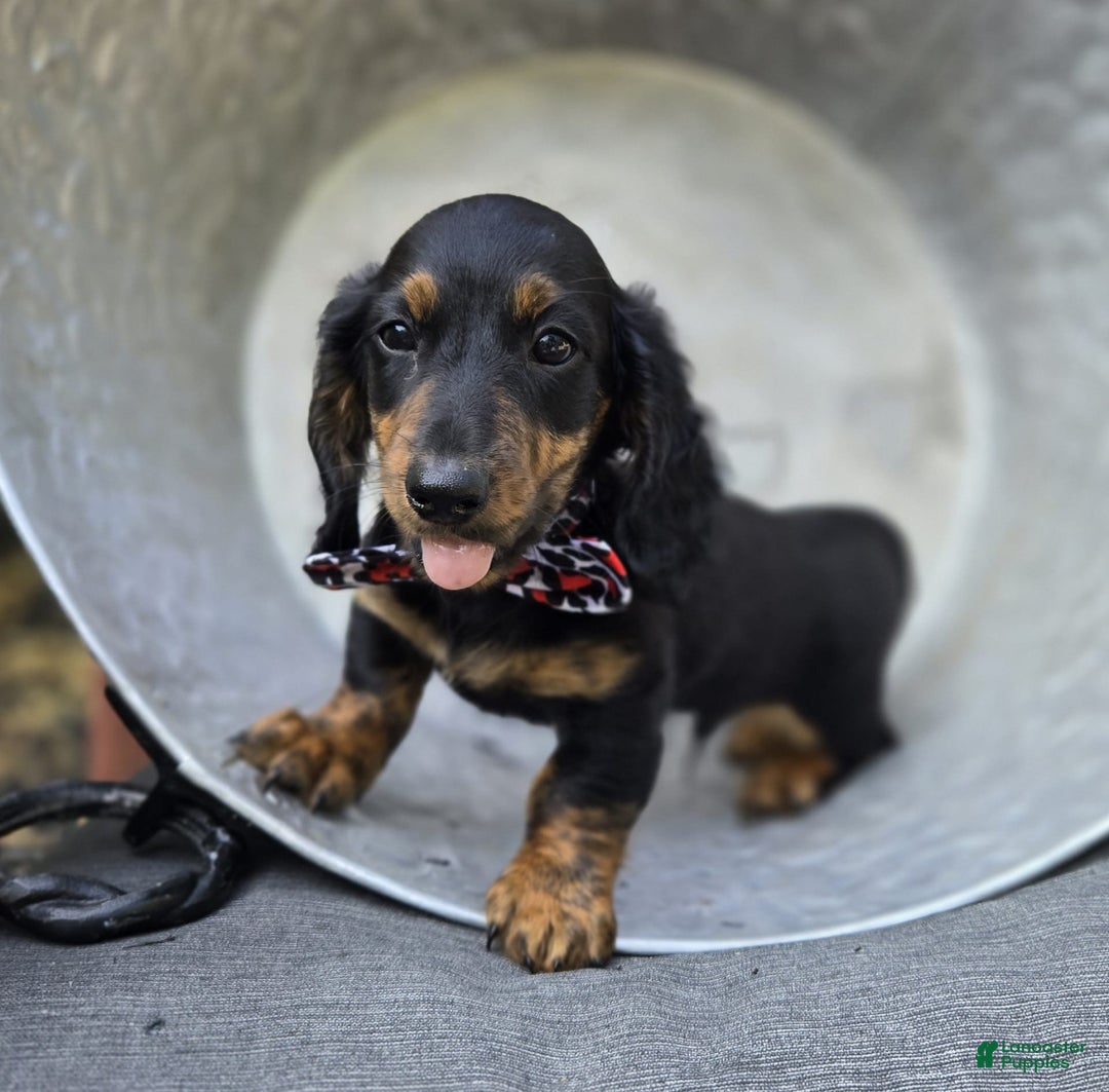 Miniature Dachshund dogs for sale: Bingo - Image 9