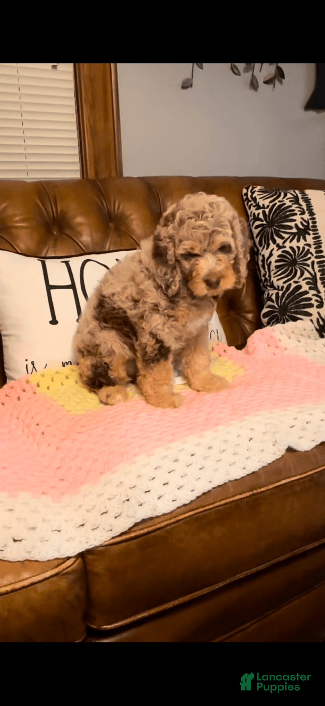 Labradoodle dogs for sale: Multigenerational Coco - Image 8