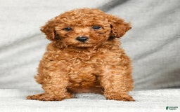 Miniature Poodle dogs for sale: Darla - Image 9