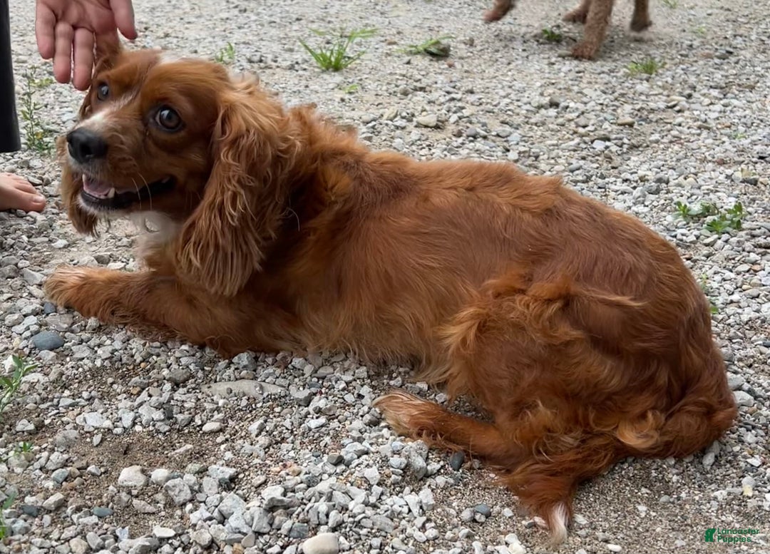 Cavapoo dogs for sale: Patches - Image 9