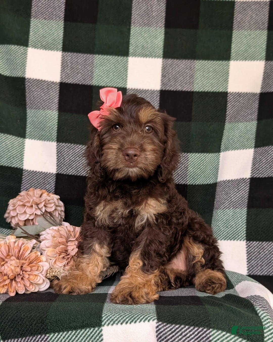 Cockapoo dogs for sale: Charise - Image 10