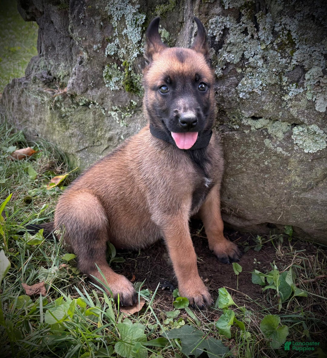 Belgian Malinois dogs for sale: Orla - Image 1