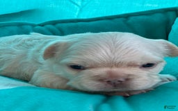French Bulldog dogs for sale: Chyna - Image 3