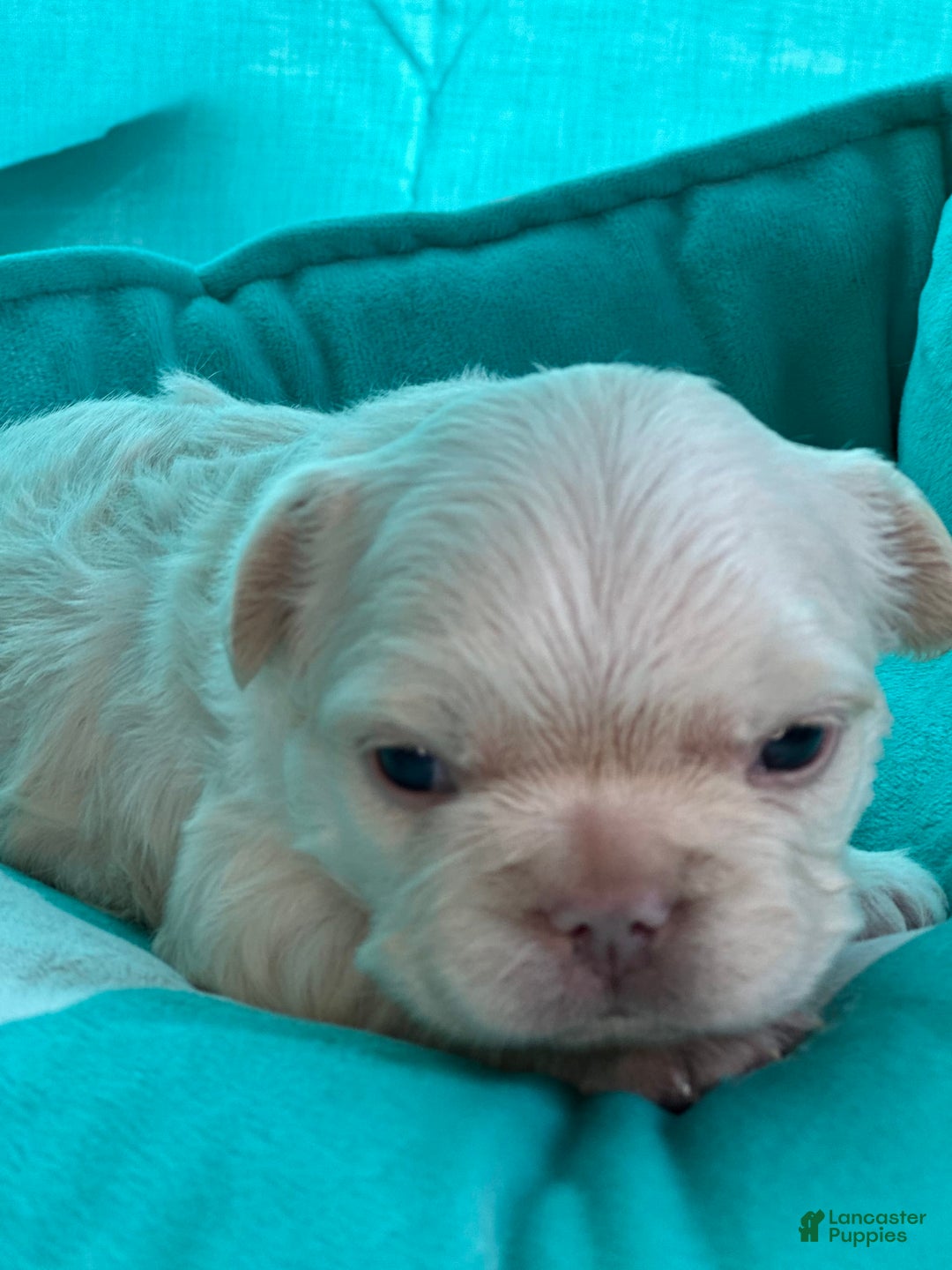 French Bulldog dogs for sale: Chyna - Image 3