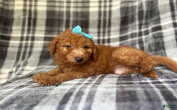 Mini Goldendoodle dogs for sale: Nelly - Image 6