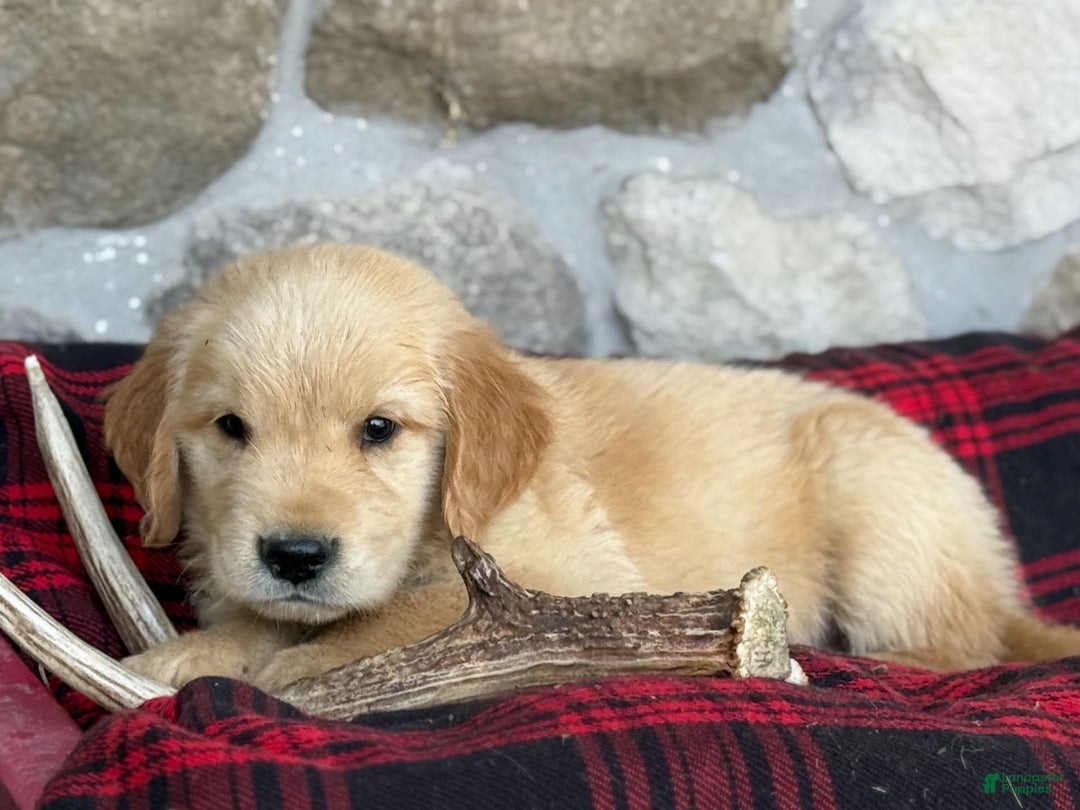 Golden Retriever dogs for sale: Shane - Image 1