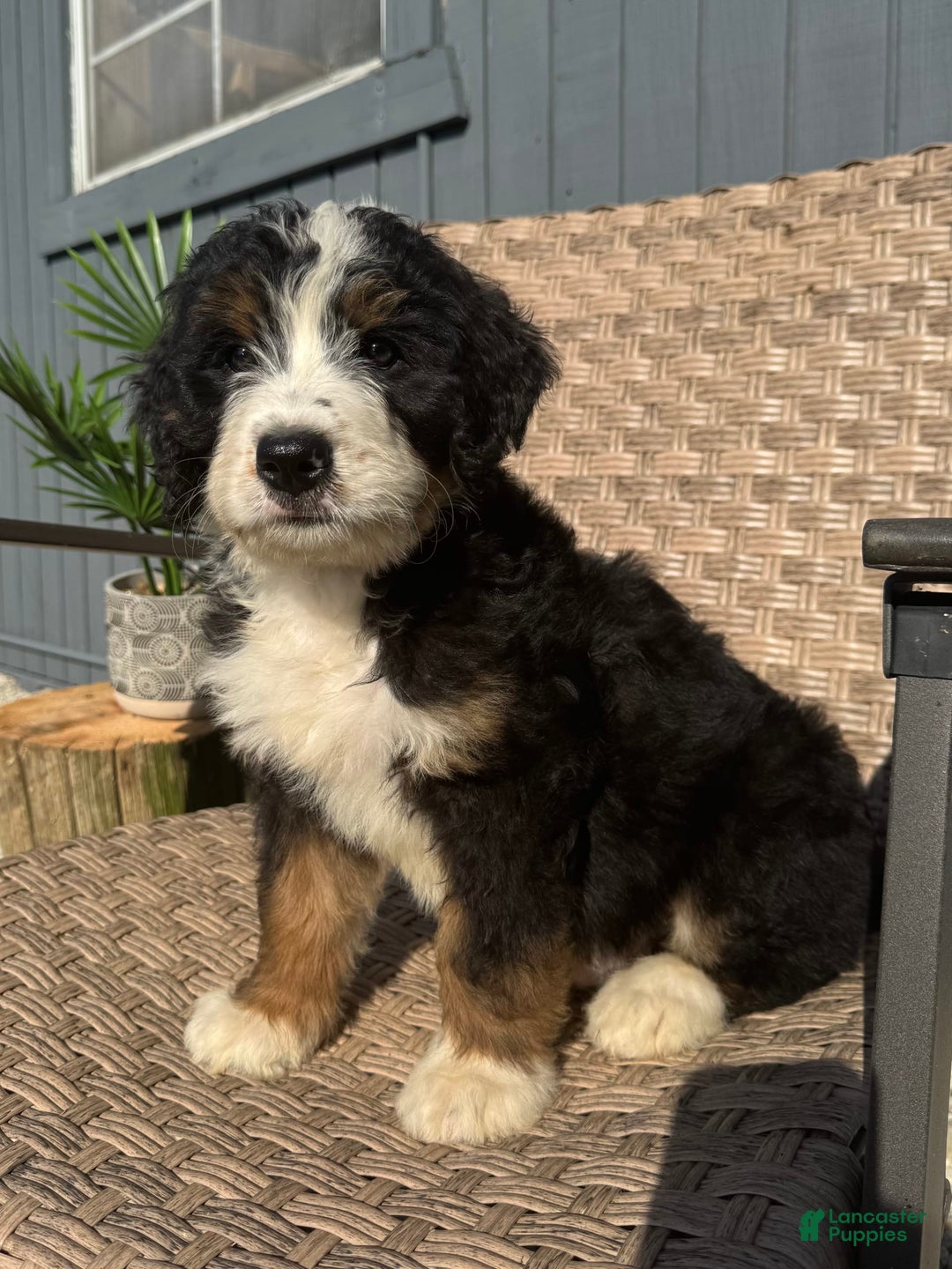 Bernedoodle dogs for sale: Buddy - Image 3