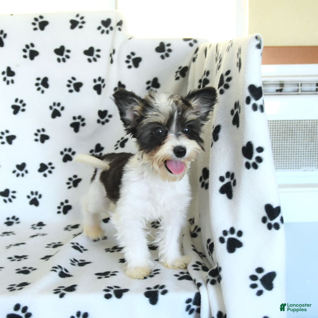 Morkie dogs for sale: Boots - Image 8