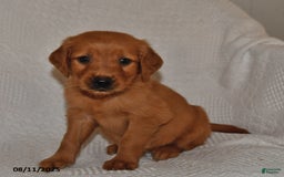 Golden Retriever dogs for sale: Golden Retriever 11 puppies - Image 23