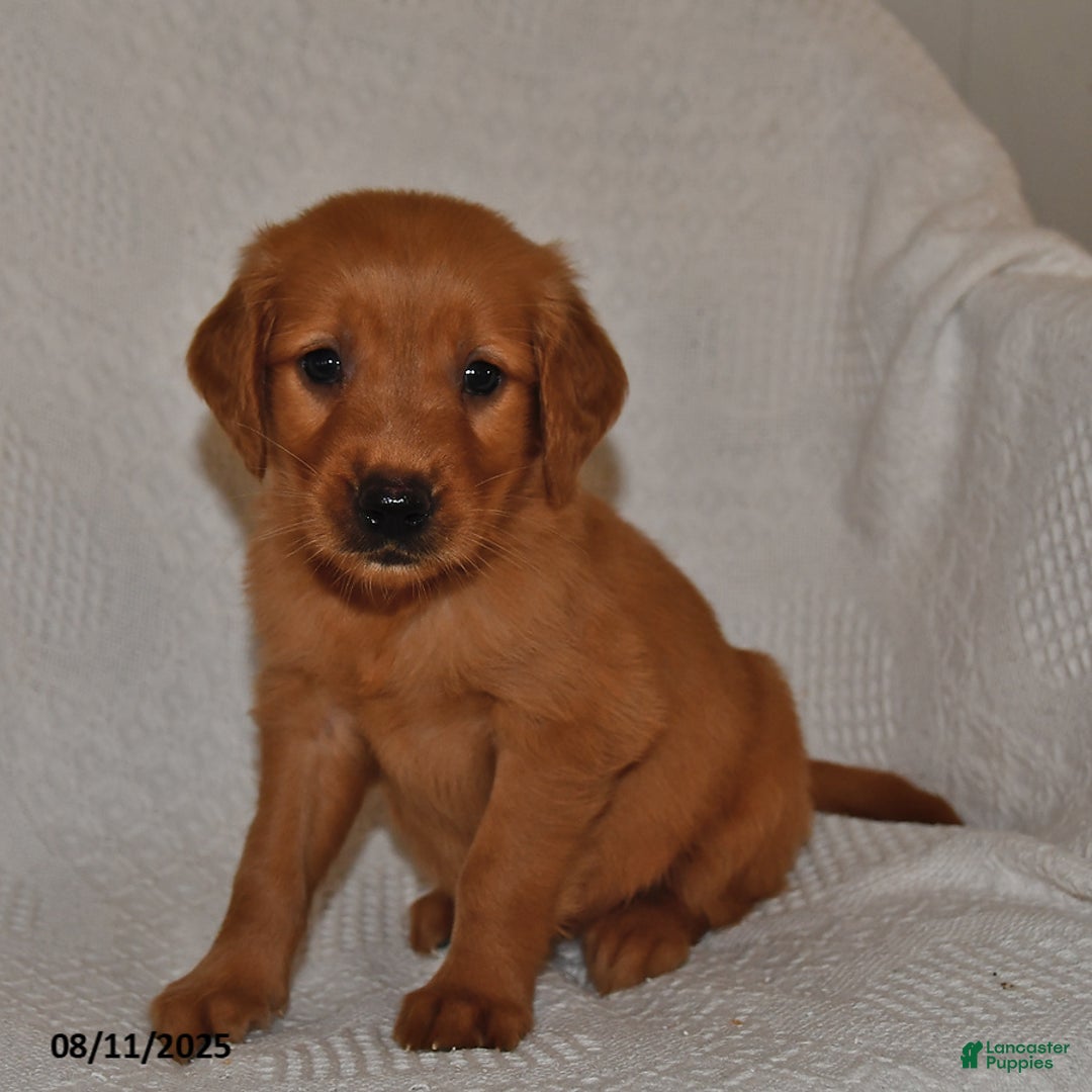 Golden Retriever dogs for sale: Golden Retriever 11 puppies - Image 23