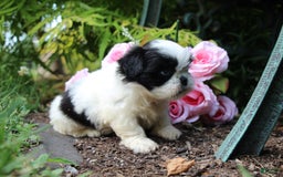 Shih Tzu dogs for sale: Anna - Image 7