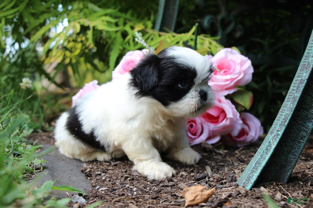 Shih Tzu dogs for sale: Anna - Image 7