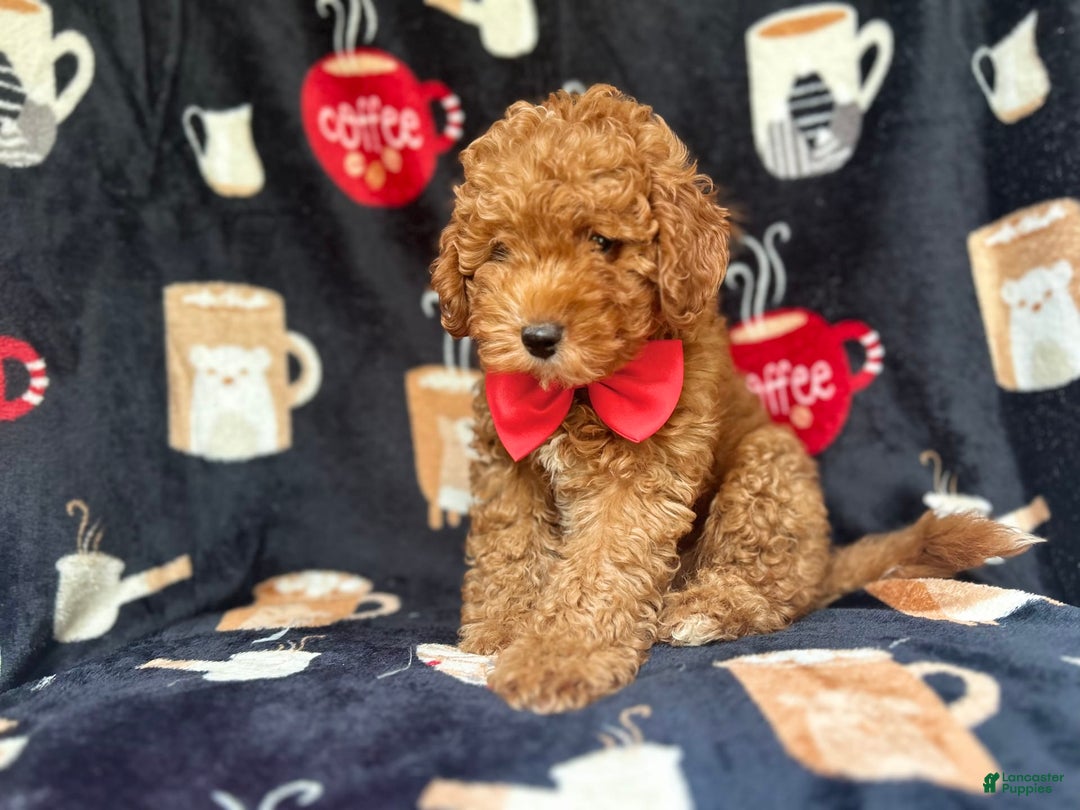 Cavapoo dogs for sale: Mickey - Image 6