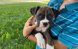 Boxer dogs for sale: Shelby - Image 3