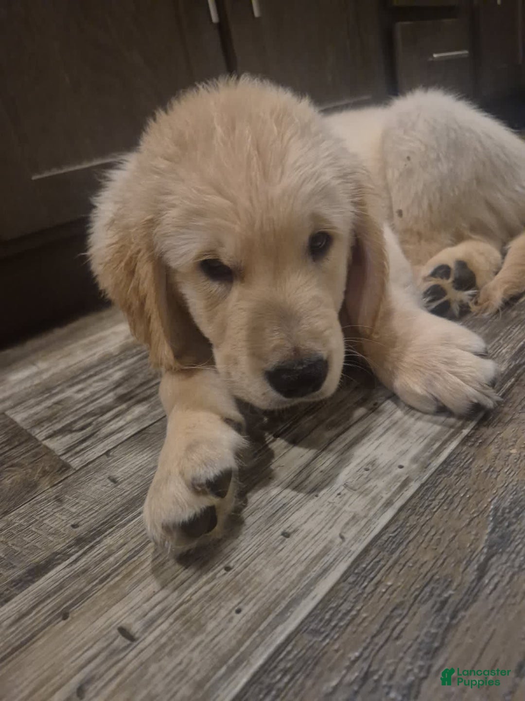 Golden Retriever dogs for sale: Charlie - Image 3