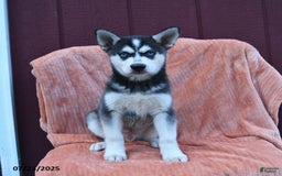 Alaskan Klee Kai dogs for sale: Cody - Image 3