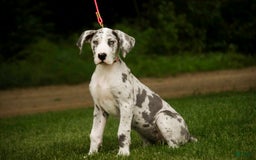 Great Dane dogs for sale: Joujou - Image 20