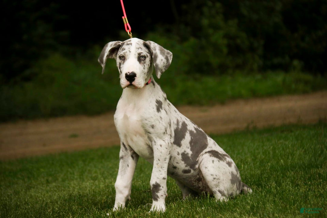 Great Dane dogs for sale: Joujou - Image 20