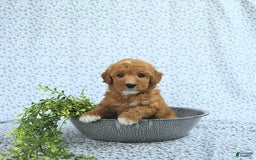 Mini Goldendoodle dogs for sale: Mason - Image 10