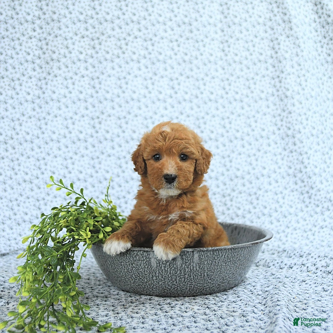Mini Goldendoodle dogs for sale: Mason - Image 10