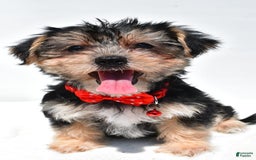 Morkie dogs for sale: Milo - Image 6
