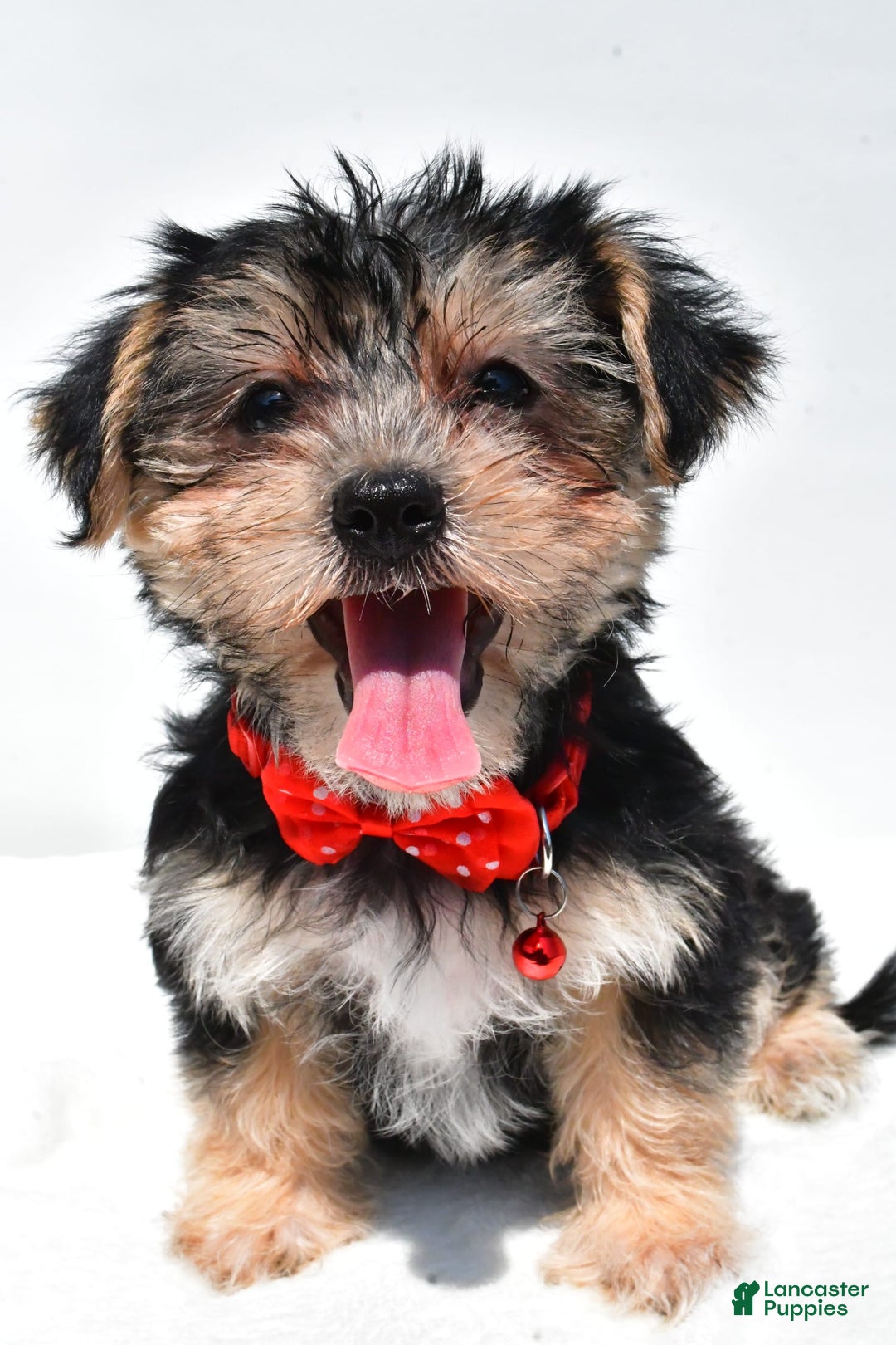 Morkie dogs for sale: Milo - Image 6