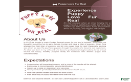 Shihpoo dogs for sale: Christopher - Image 5