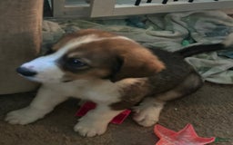 Great Pyrenees dogs for sale: Grizzly - Image 1