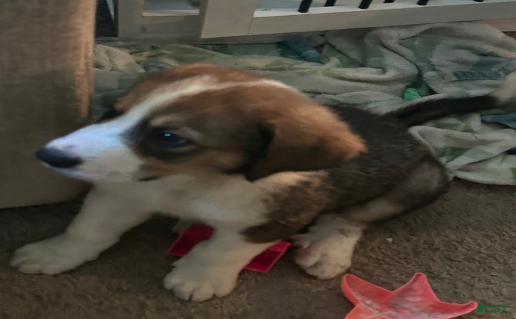Great Pyrenees dogs for sale - Ad 3