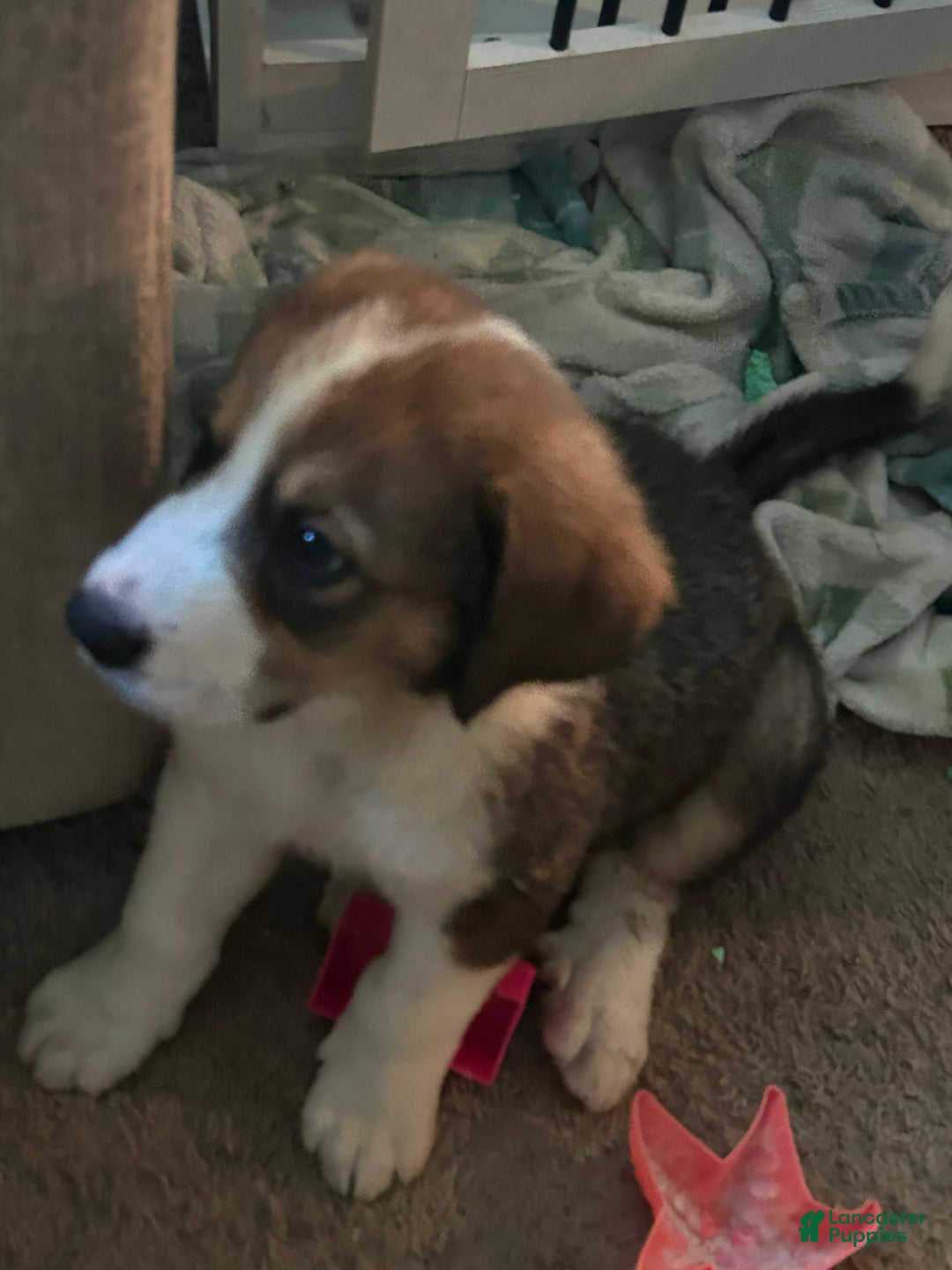 Great Pyrenees dogs for sale: Grizzly - Image 1