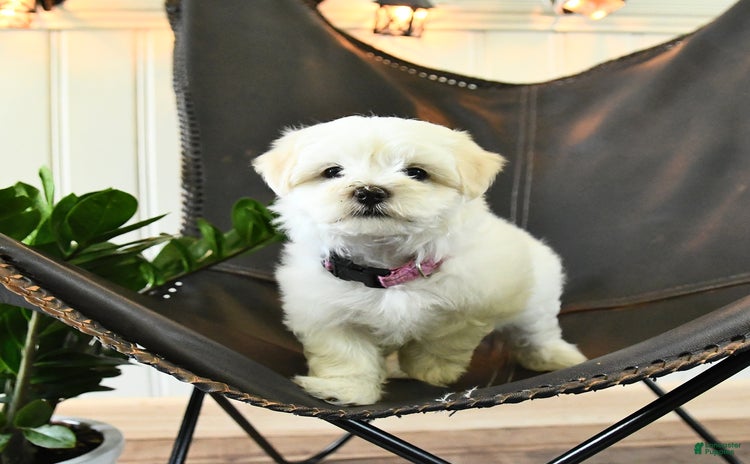 Maltese dogs for sale - Ad 1
