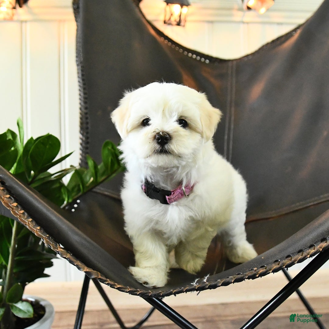 Maltese dogs for sale: Freya - Image 1
