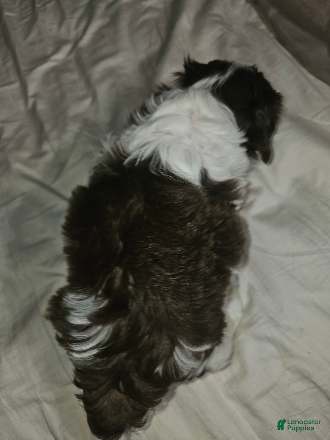 Shih Tzu dogs for sale: Nona - Image 2