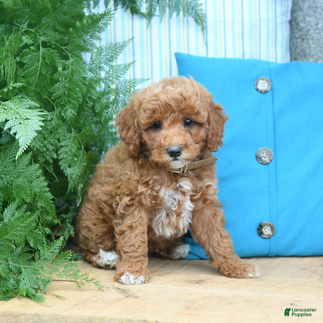 Mini Goldendoodle dogs for sale: Caden - Image 2
