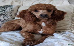 Goldendoodle dogs for sale: Charlotte - Image 9