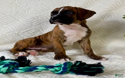 Boxer dogs for sale: Buster - Image 2