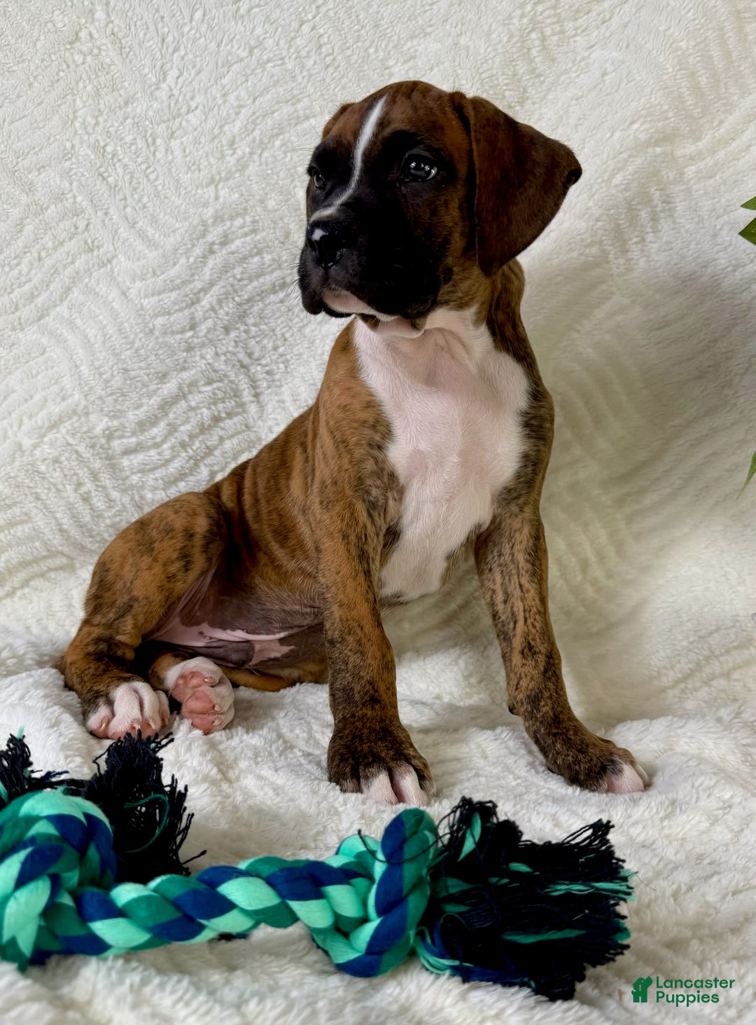 Boxer dogs for sale: Buster - Image 2