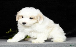 Maltipoo dogs for sale: Polly - Image 3