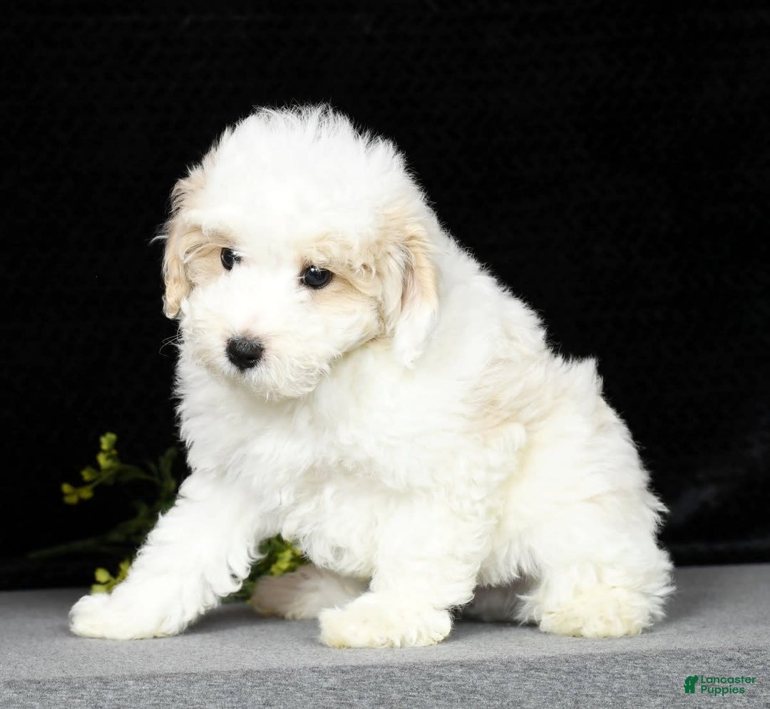 Maltipoo dogs for sale: Polly - Image 3