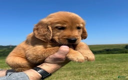 Golden Retriever dogs for sale: Honey - Image 5
