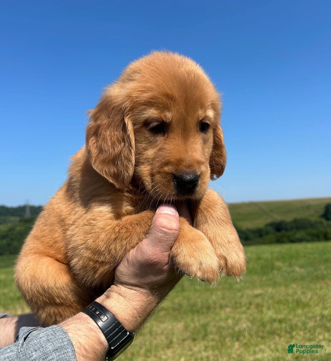 Golden Retriever dogs for sale: Honey - Image 5